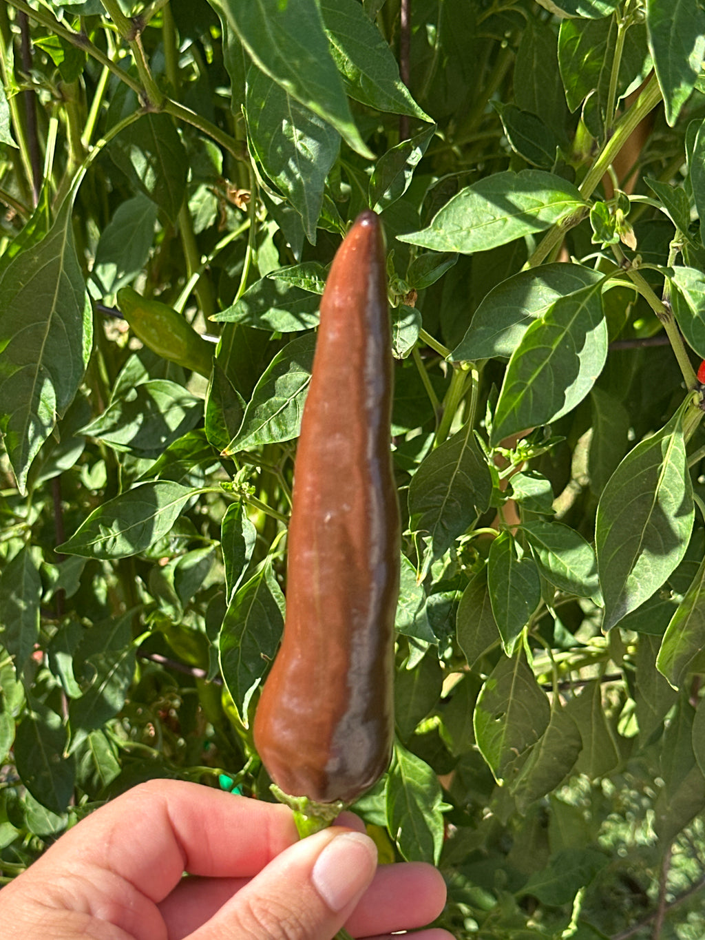 Chocolate Bananapeno  Pepper Seeds -   20+ Hot Pepper Seeds