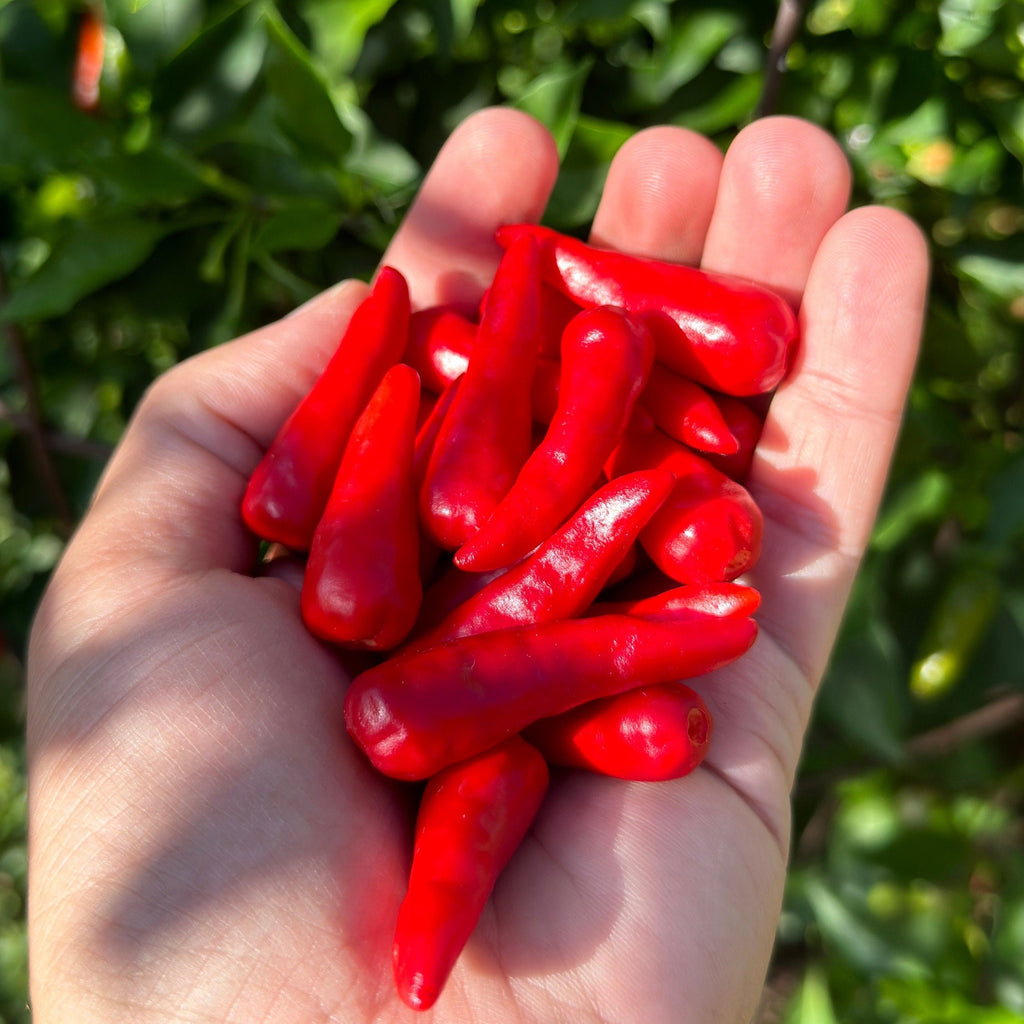 Wild Brazil Cross F2 Seeds - Hot Pepper Variety (20+ Seeds)