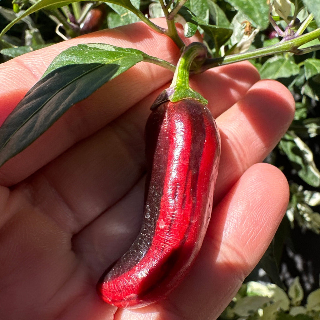 Purple Cacho White Leaf Pepper Seeds -   20+ Pepper Seeds