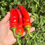 Three bright red chili peppers held in a person's hand against a background of green leafy plant foliage.