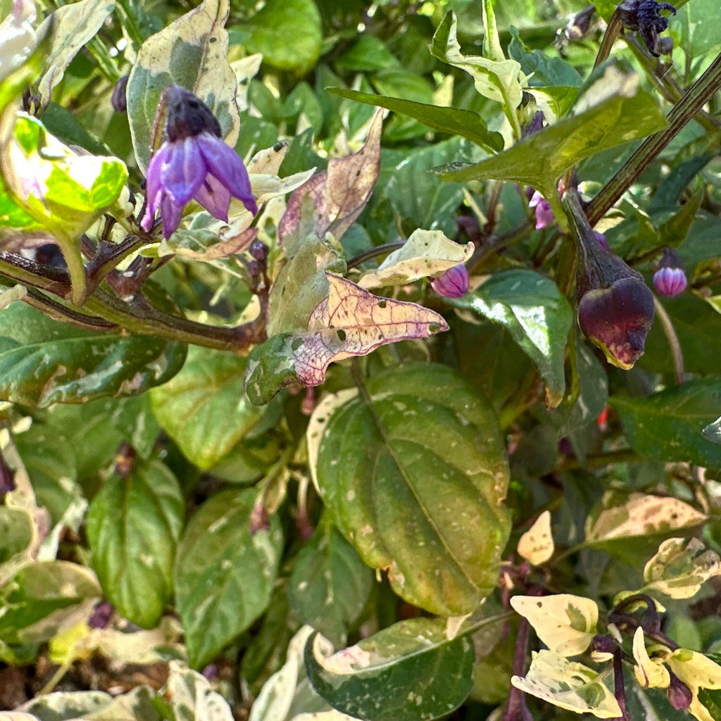 Mixed Variegated Pepper Seed Variety Pack Unlabeled Seeds - 25+  Rare Pepper Seeds