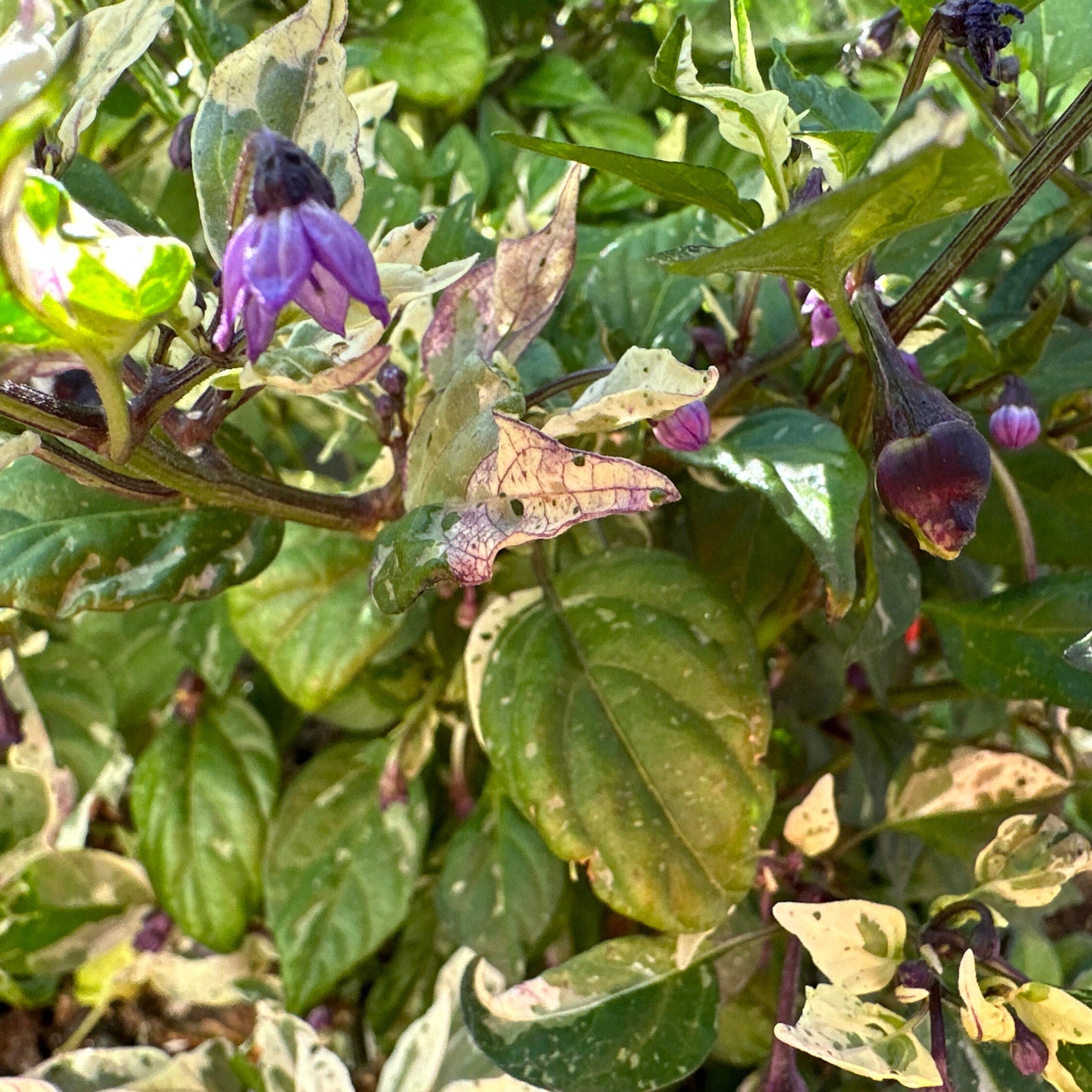Mixed Variegated Pepper Seed Variety Pack Unlabeled Seeds - 25+  Rare Pepper Seeds
