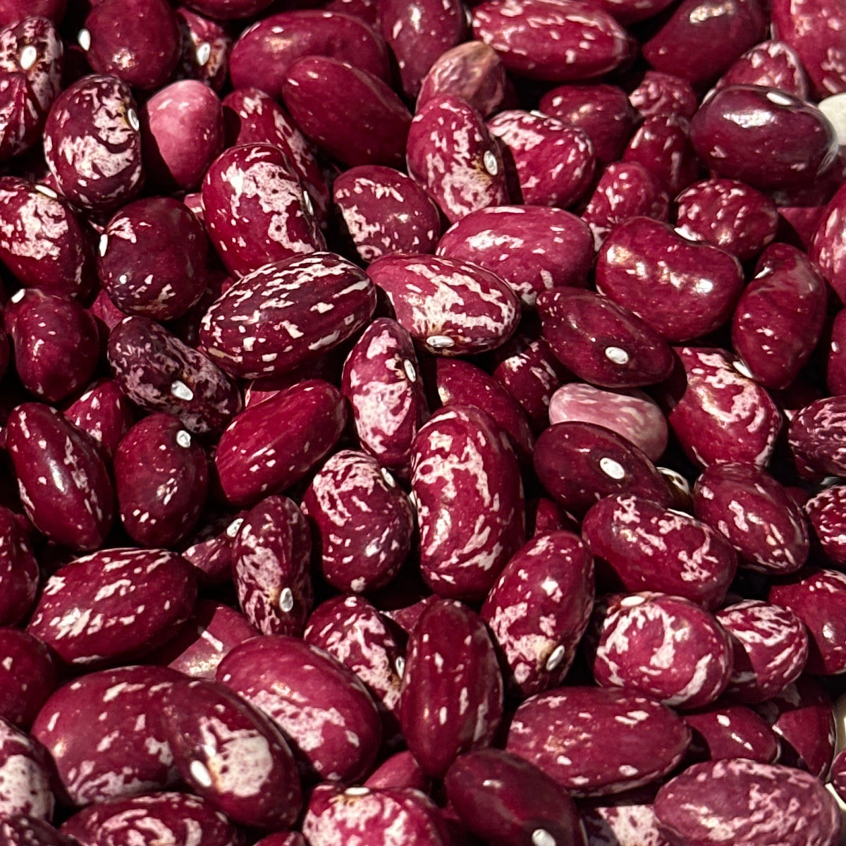 Cranberry Bush Bean Seeds- 25 + Seeds