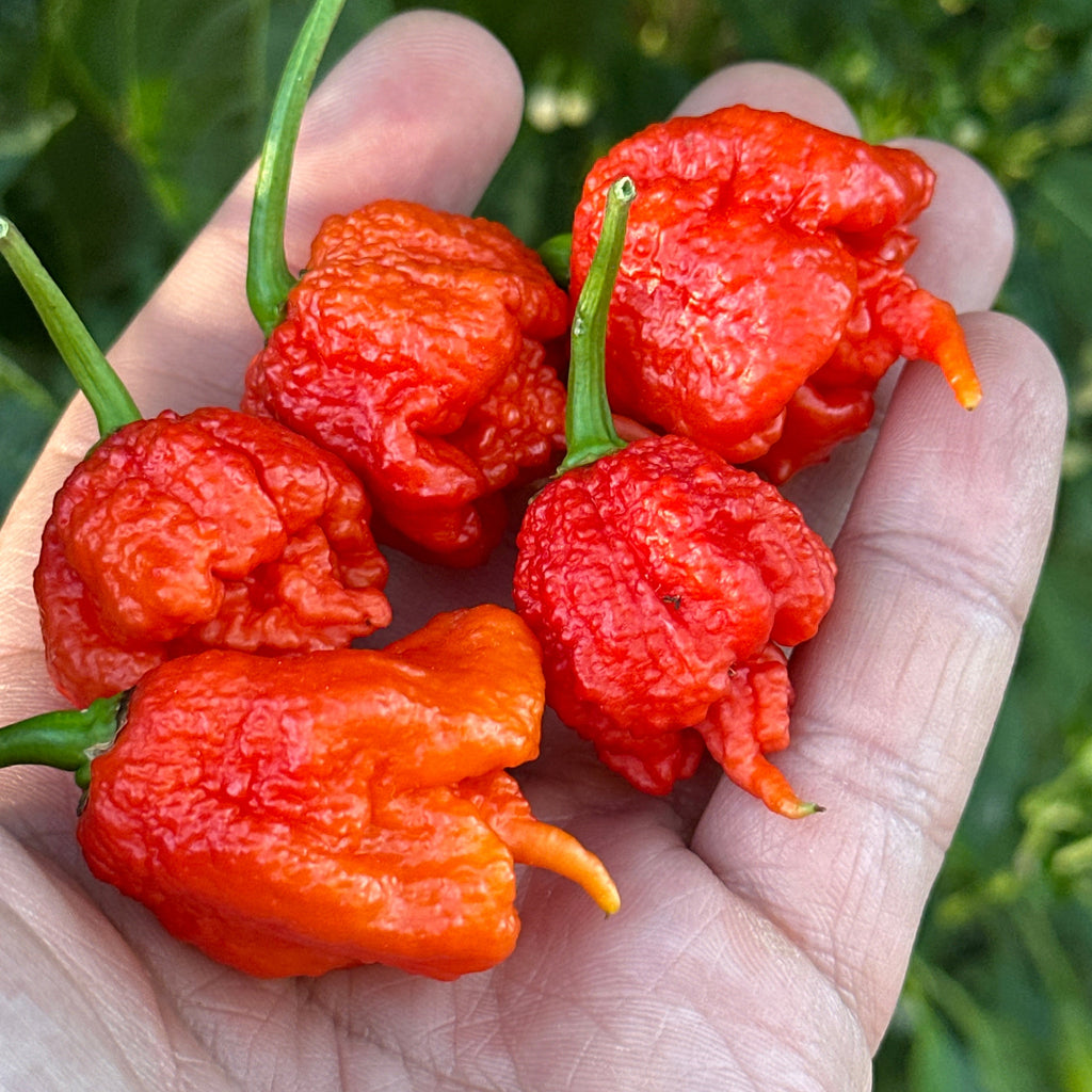Reaper  Pepper Seeds - 20+ Super Hot Pepper Seeds