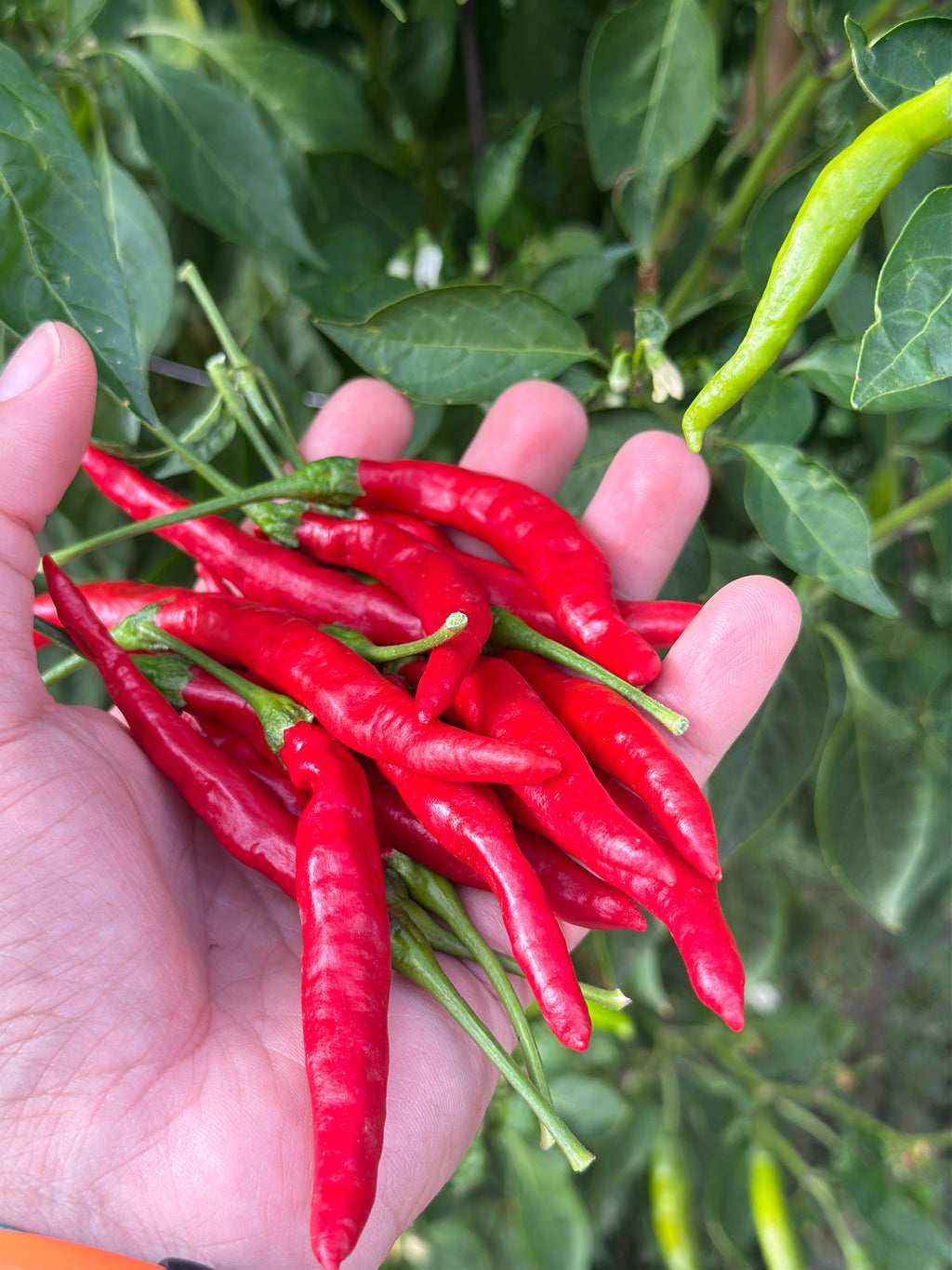 Tree Finger Red  F4  Pepper Seeds -   20+ Hot Pepper Seeds