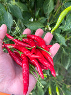 Tree Finger Red  F4  Pepper Seeds -   20+ Hot Pepper Seeds