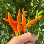 A hand holding a cluster of bright orange chili peppers growing on a leafy green plant in a sunny outdoor garden.