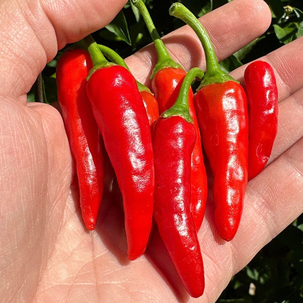 Wild Brazil Cross F2 Seeds - Hot Pepper Variety (20+ Seeds)