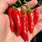 Wild Brazil Cross F2 Seeds - Hot Pepper Variety (20+ Seeds)