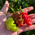 Zou-Pi Pepper Seeds - 20+ Hot Pepper Seeds