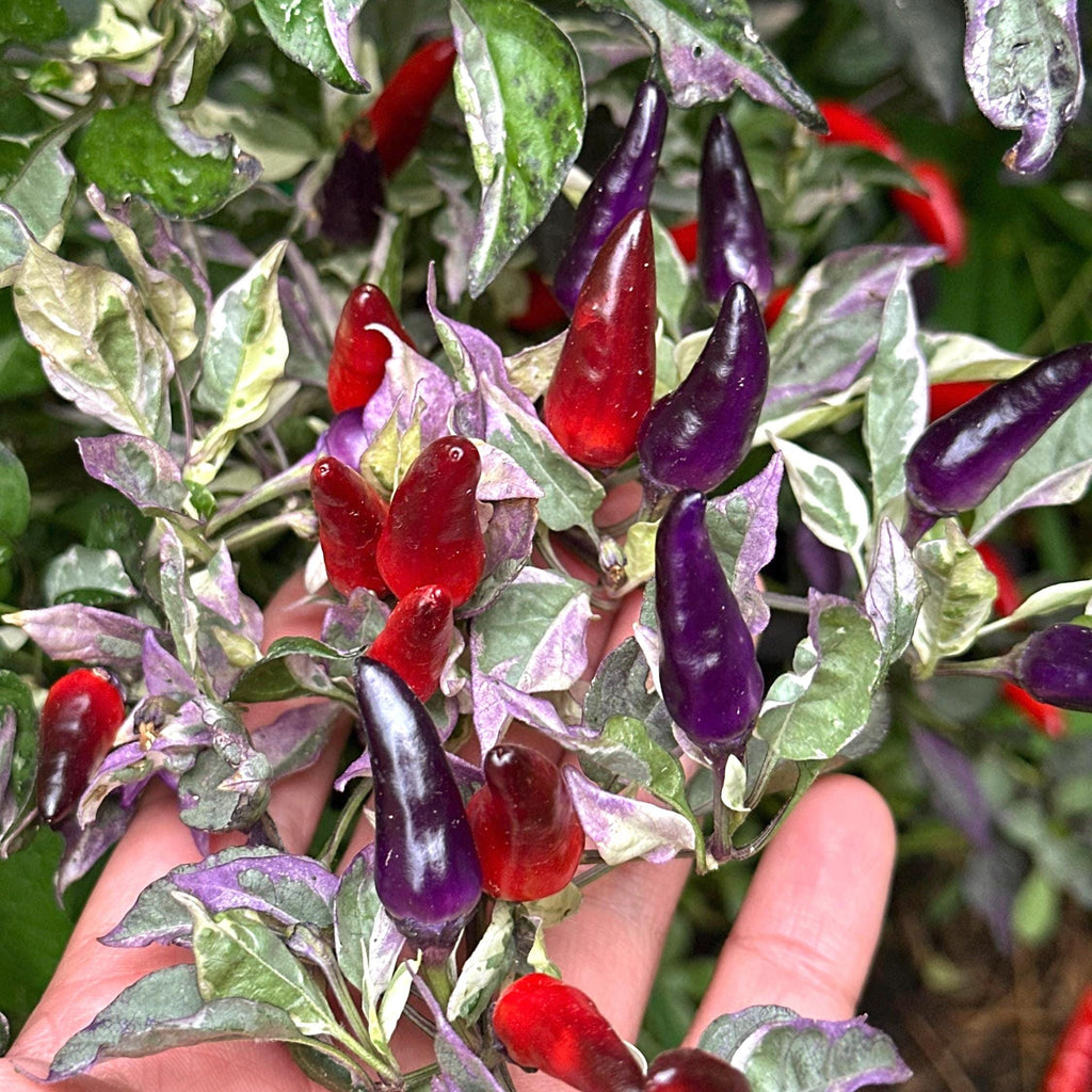 Mixed Variegated Pepper Seed Variety Pack Unlabeled Seeds - 25+  Rare Pepper Seeds