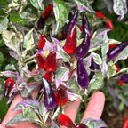 Mixed Variegated Pepper Seed Variety Pack Unlabeled Seeds - 25+  Rare Pepper Seeds