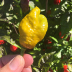 Mustard Carbonero Cross Pepper Seeds  -  20+ Hot Pepper Seeds