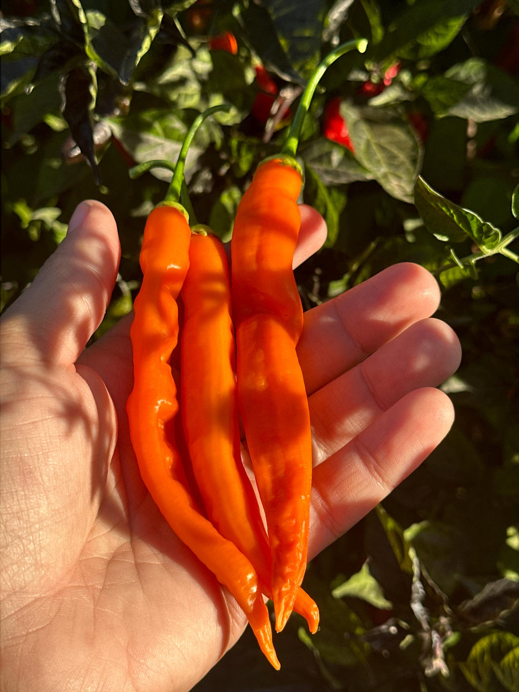 Sili-A-Top Pepper Seeds -   20+ Pepper Seeds