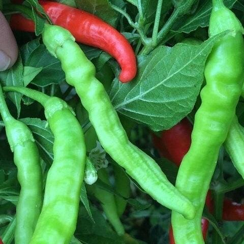 Red Long Baccatum Pepper Seeds – 20+ Open Pollinated Seeds