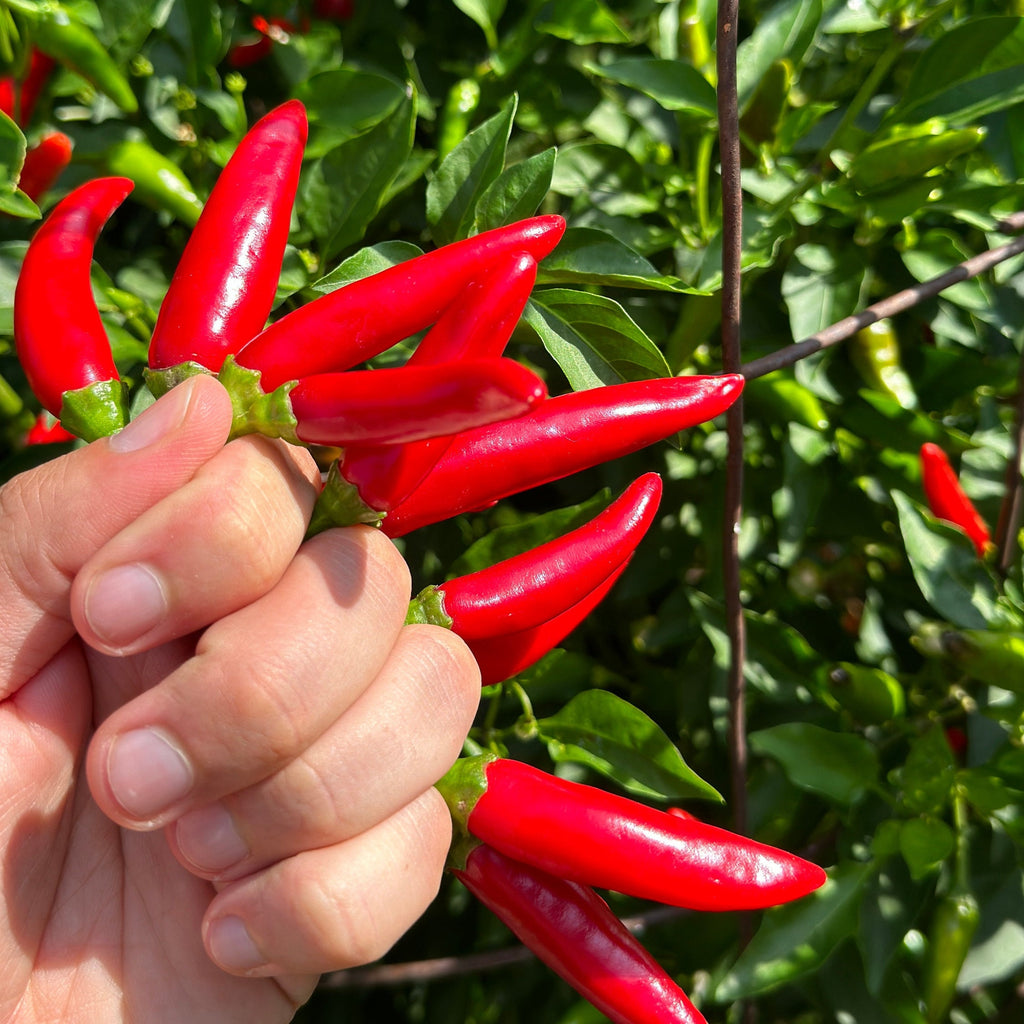 Purple StarrScream Cross Pepper Seeds - 20+ Pepper Seeds