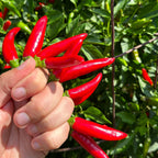 Purple StarrScream Cross Pepper Seeds - 20+ Pepper Seeds