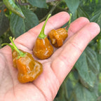 Pointed Mustard Habanero Pepper Seeds -   20+ Hot Pepper Seeds