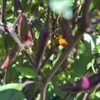 Dreamcatcher X Bleeding Rawit NB -   20+ Pepper Seeds