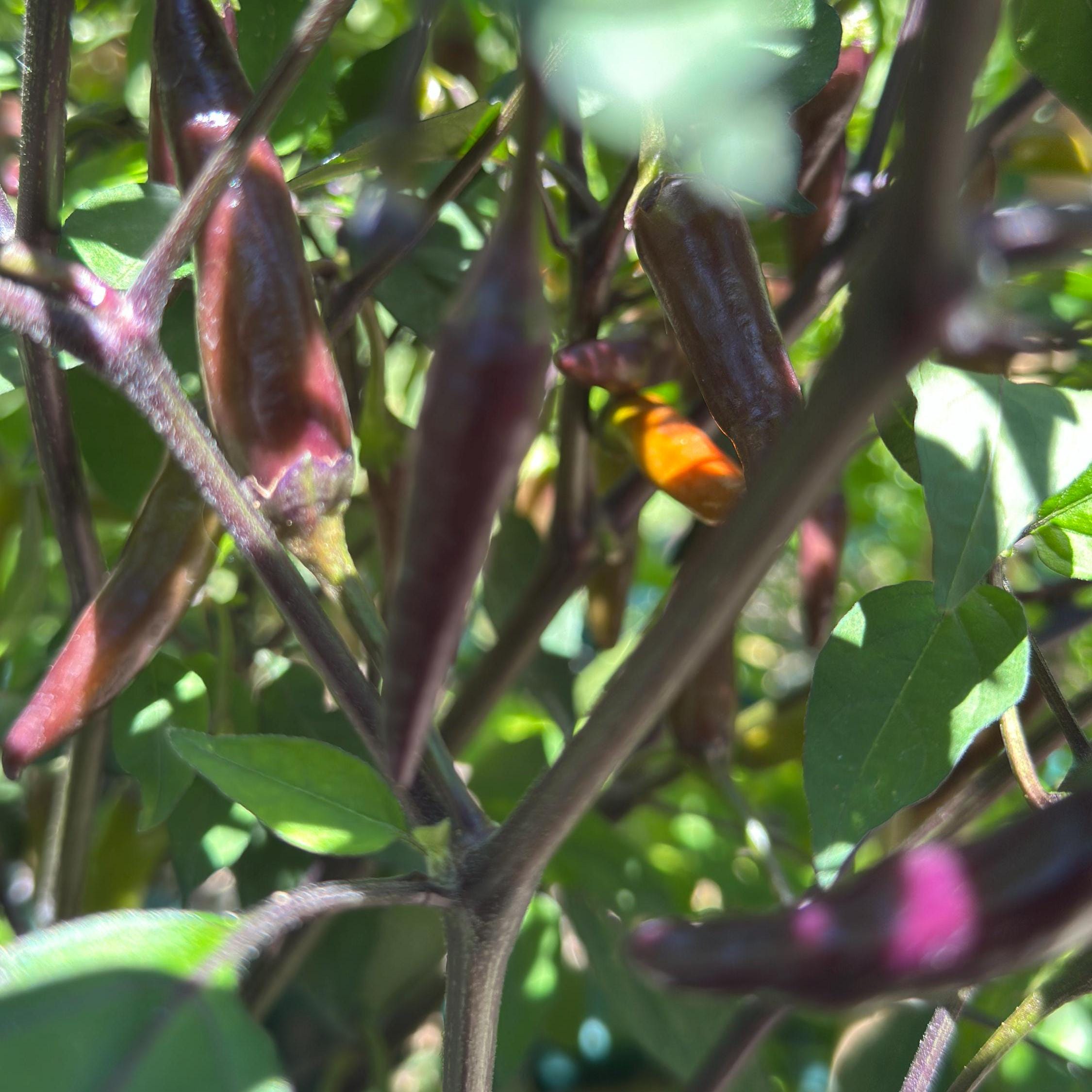 Dreamcatcher X Bleeding Rawit NB -   20+ Pepper Seeds
