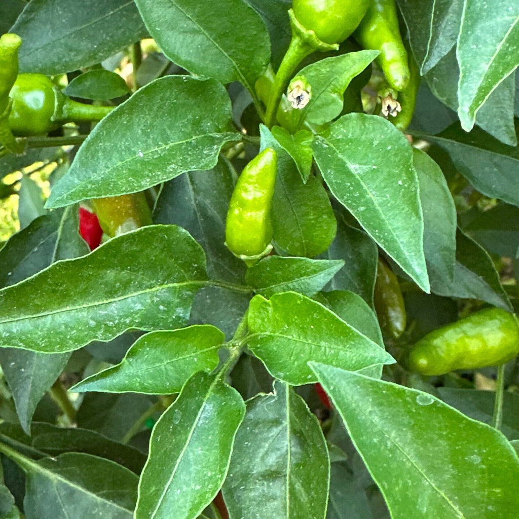 Wild Brazil Cross F2 Seeds - Hot Pepper Variety (20+ Seeds)