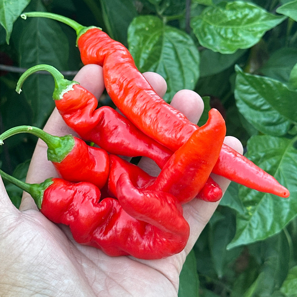 A hand holding several bright red chili peppers with green stems, set against a background of lush green plant leaves.