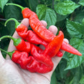 A hand holding several bright red chili peppers with green stems, set against a background of lush green plant leaves.