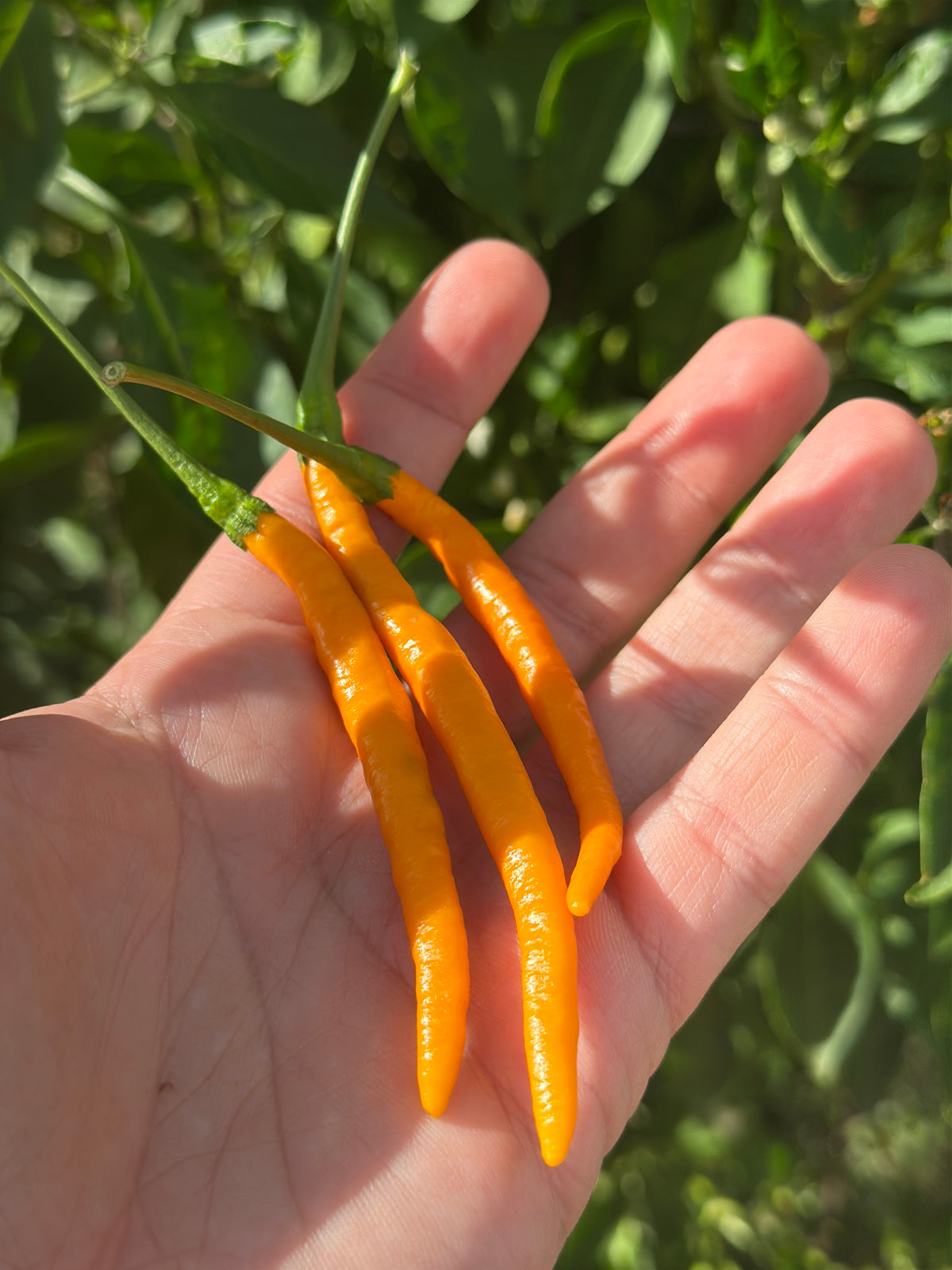 Tree Finger Orange F2 Pepper Seeds - 20+ Hot Pepper Seeds