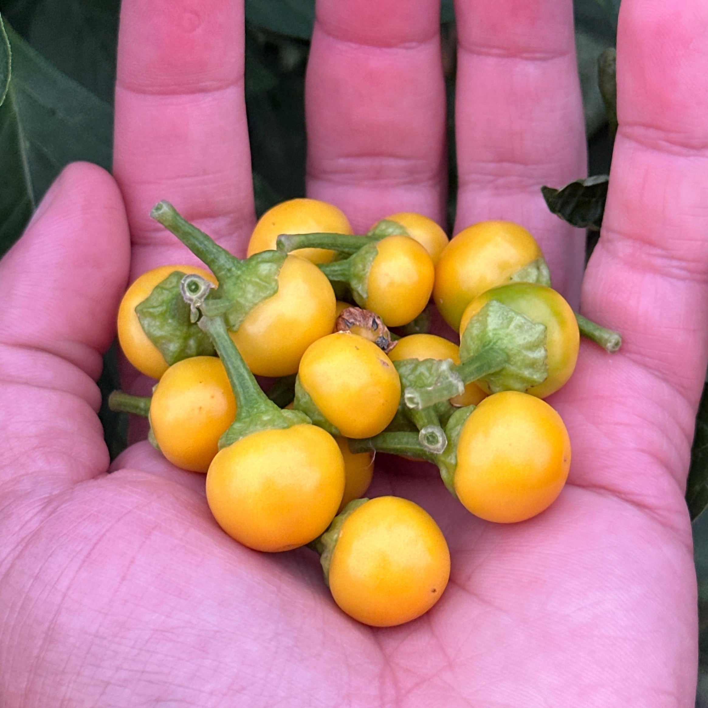 A hand holding a cluster of small, round yellow-orange fruits with green stems, set against a background of green leaves.