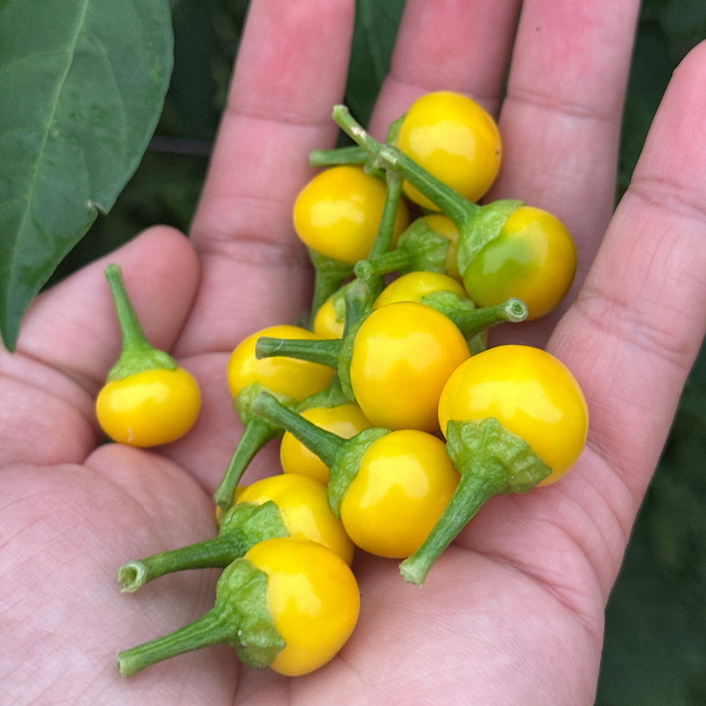 A hand holding several small, round, bright yellow chili peppers with green stems against a background of green leaves.