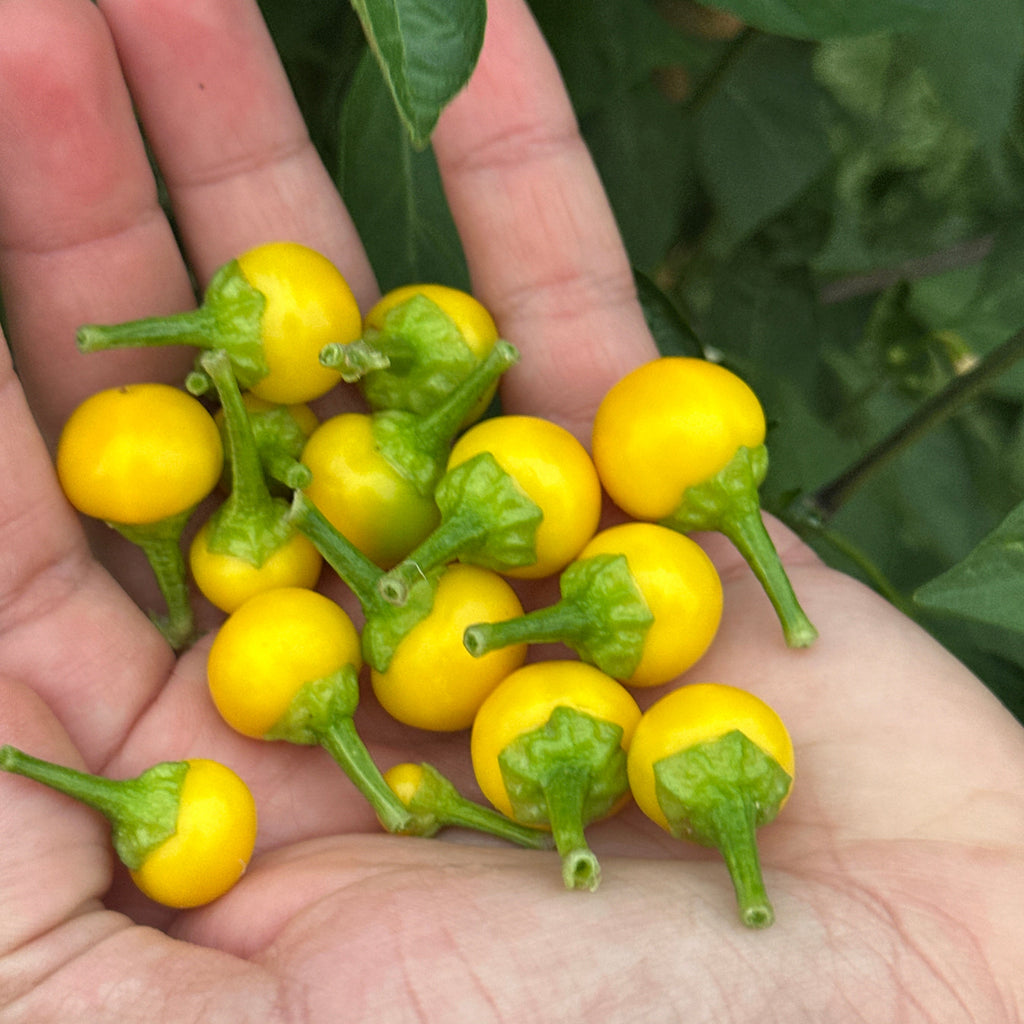 A close-up of a hand holding several small, round yellow chili peppers with green stems against a background of green leaves.