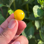 A close-up of a hand holding a small, round, bright yellow pepper against a blurred background of green leaves.