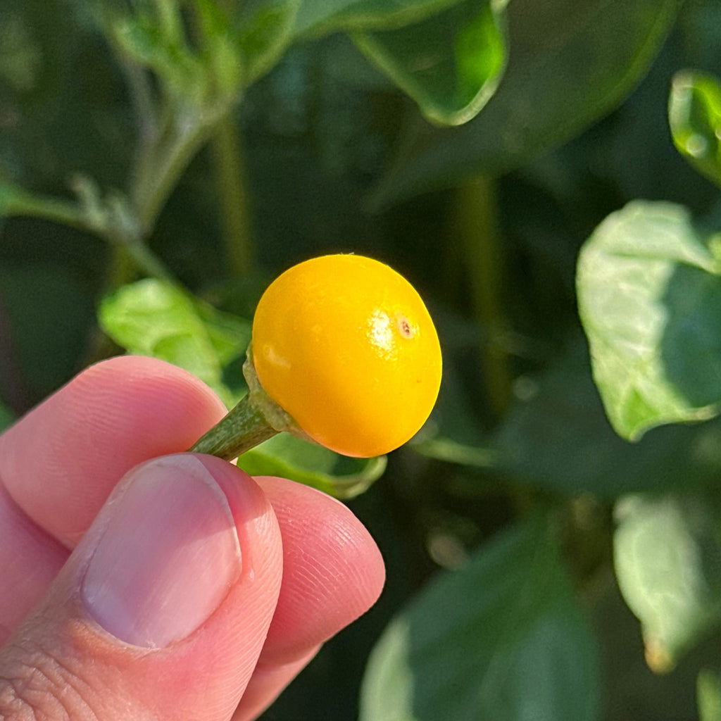 A close-up of a hand holding a small, round, bright yellow chili pepper berry against a background of green foliage.