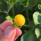 A close-up of a hand holding a small, round, bright yellow chili pepper berry against a background of green foliage.
