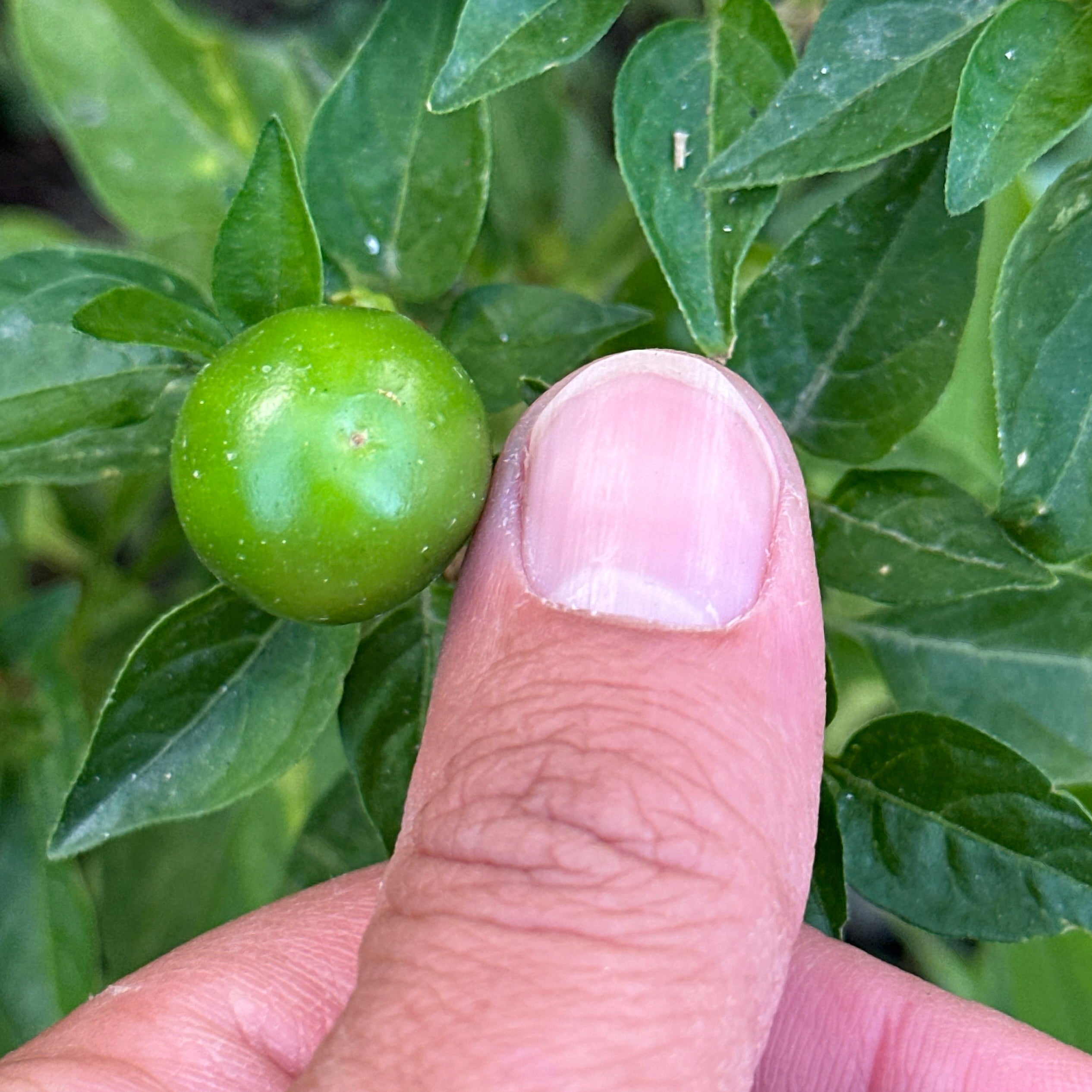 A close-up of a hand touching a small green chili pepper on a leafy plant outdoors.