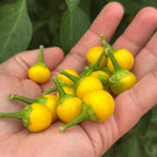 A close-up of a hand holding several small, round, bright yellow chili peppers with green stems against a background of green leaves.