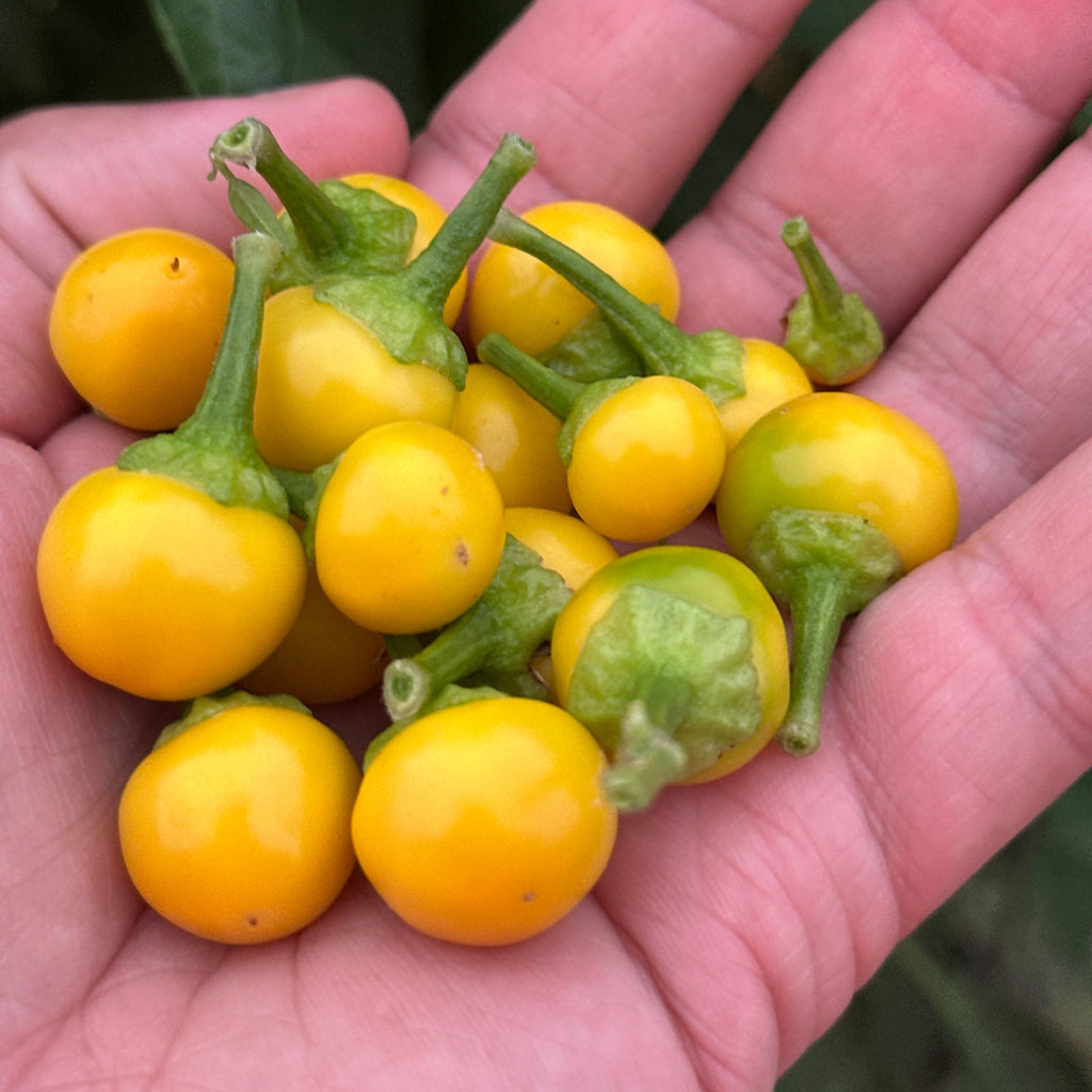 A close-up of a hand holding a cluster of small, round, bright yellow chili peppers with green stems against a background of green foliage.