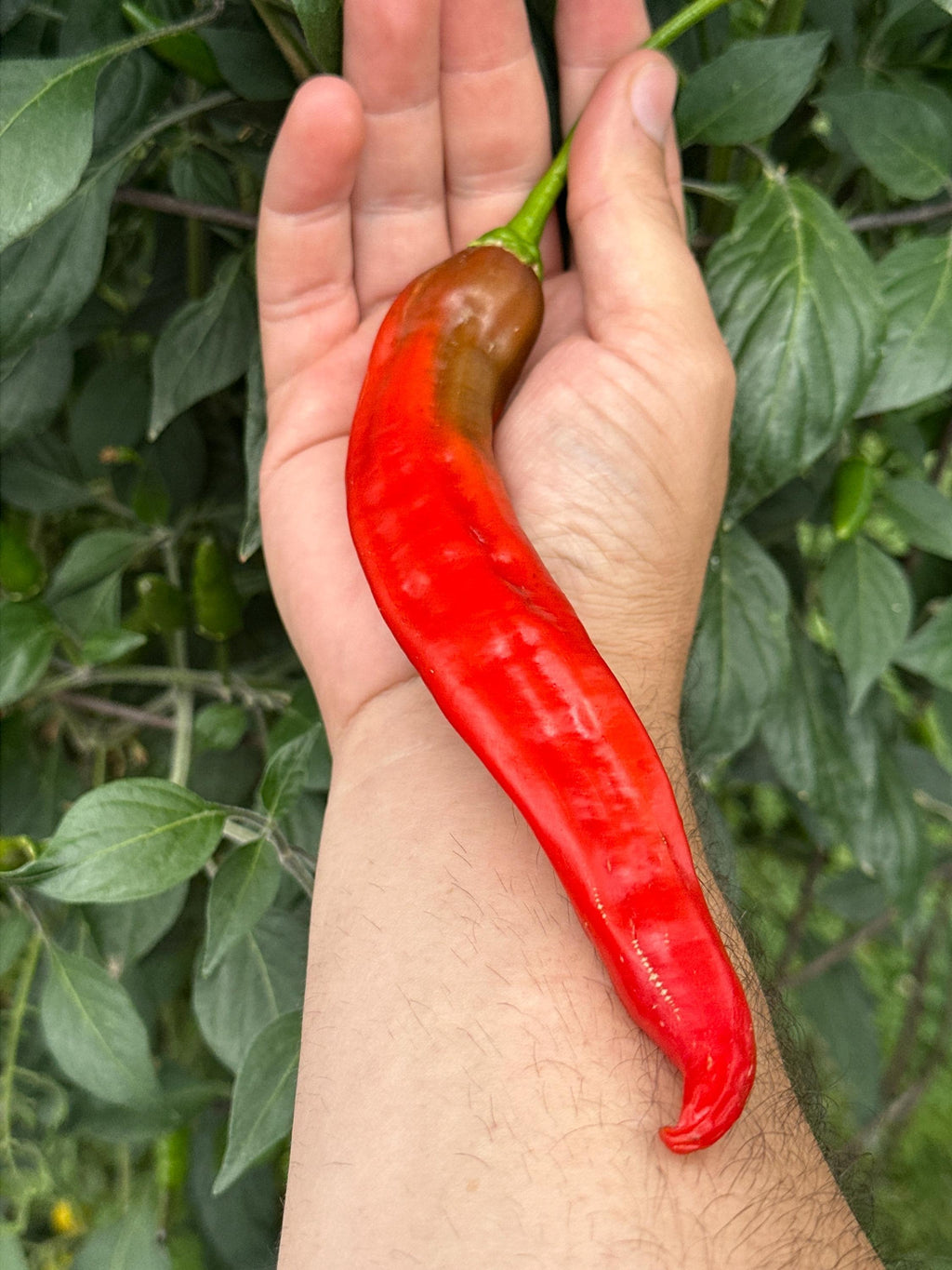 Mike’s Pepper Seeds Hand holding a large red chili pepper with green leaves in the background