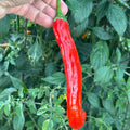 Mikes Pepper Seeds Hand holding a red chili pepper with green leaves in the background
