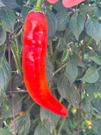 Mike’s Pepper Seeds Red chili pepper hanging from a plant with green leaves