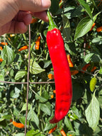 Mike’s Pepper Seeds Red chili pepper held by a hand against a green leafy background