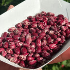 Cranberry Bush Bean Seeds- 25 + Seeds