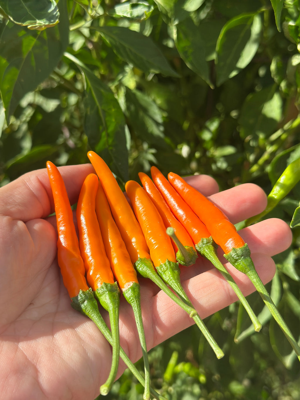 Tree Finger Orange F2 Pepper Seeds - 20+ Hot Pepper Seeds
