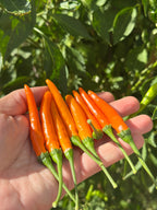 Tree Finger Orange F2 Pepper Seeds - 20+ Hot Pepper Seeds
