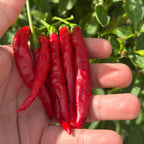 Tree Finger Red  F4  Pepper Seeds -   20+ Hot Pepper Seeds