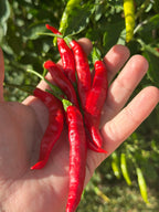 Tree Finger Red  F4  Pepper Seeds -   20+ Hot Pepper Seeds