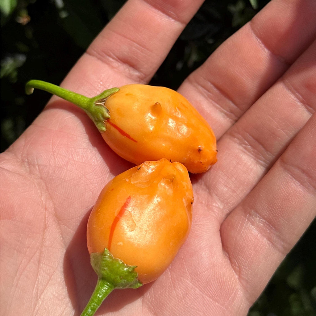Mike’s Pepper Seeds  Two small orange peppers held in a hand with a blurred natural background