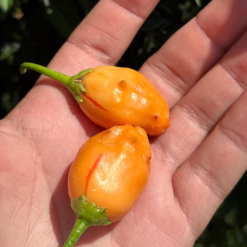Mike’s Pepper Seeds  Two small orange peppers held in a hand with a blurred natural background