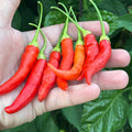 Big Inca Red Drop pepper Seeds -   20+ Pepper Seeds