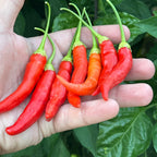 Big Inca Red Drop pepper Seeds -   20+ Pepper Seeds